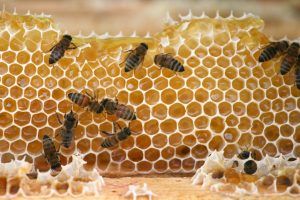 honey - feng mi - chinese medicine honey antibacterial and anti-inflammatory