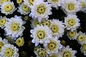 White chrysanthemums in Vacouver at Bodahealth