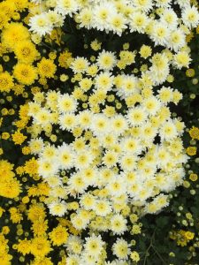 white & Yellow chrysanthemums in a Vancouver garden