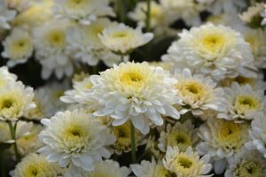 white chrysanthemums - Ju Hua Chinese herbal medicine Vancouver