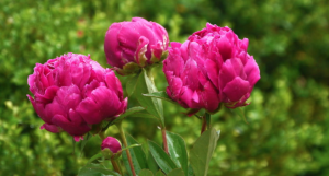 Peonies flowers in Chinese Herbal Medicine at BodaHealth in Vancouver