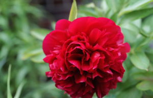 Red peony - chi shao yao - Chinese Herbal Medicine Vancouver