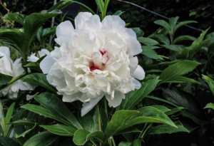 Whie Peony flower in Vancouver - Bai Shao Chinese Herbal Medicine