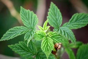 Bo He field mint plant leaves Chinese herbal medicine