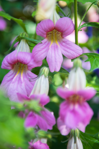Chinese Foxglove Plant Sheng-Di Huang in Vancouver at Bodahealth