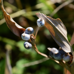 Job's Tears purple chinese herb yi yi ren chinese herbal medicine vancouver at BodaHealth