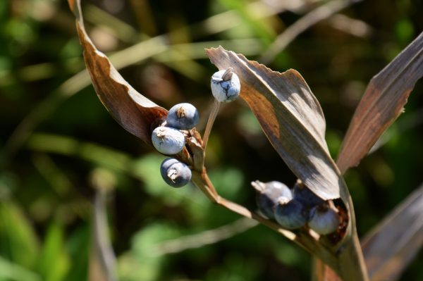 Job's Tears purple chinese herb yi yi ren chinese herbal medicine vancouver at BodaHealth