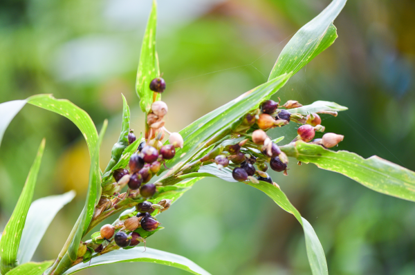 Yi Yi Ren plant used in chinese herbal medicine at Bodahealth in Vancouver