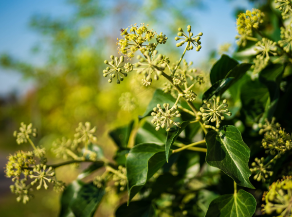 Chai Hu plant - bupleurum - hares ear - thoroughwax - sickle hares ear - Chinese Herbal Medicine in Vancouver at BodaHealth