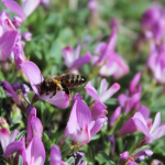 Astragalus with bee - Chinese Herbal Medicine in Vancouver at BodaHealth