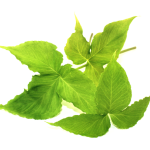 Pinelliae Ban Xia - chinese herbal medicine in Vancouver